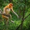 Kahau nosaty - Nasalis larvatus - Proboscis Long-nosed Monkey o8648